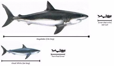 Megaladon - có nghĩa là "răng lớn"- là loài cá mập sống vào khoảng 1,5 tới 28 triệu năm về trước. Tất cả mọi thứ để nói về Megaladon là to lớn: răng của nó dài 18cm và những hóa thạch tìm được cho thấy loài cá mập khổng lồ này đạt chiều dài tối đa 16-20m.