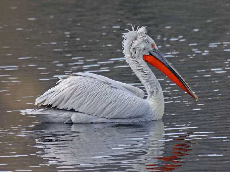 8. Chim bồ nông Dalmatia - nặng: 12-14 kg.