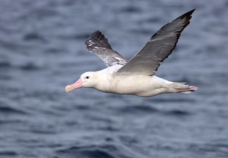 10. Chim Diomedea Exulans - nặng: 12 kg).