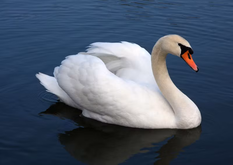 9. Thiên nga trắng - nặng: 12-13 kg).