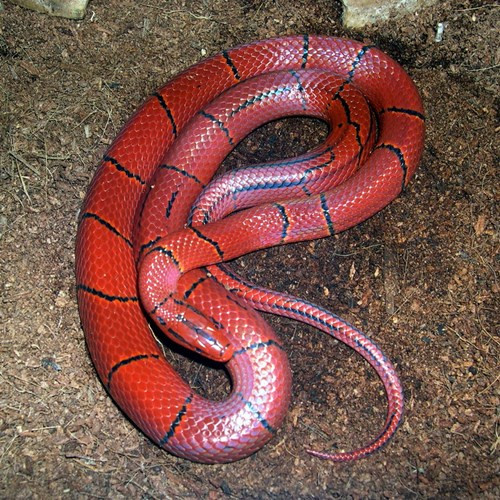  Điều này cũng làm chúng trở thành đối tượng bị săn bắt vô tội vạ trong thiên nhiên.