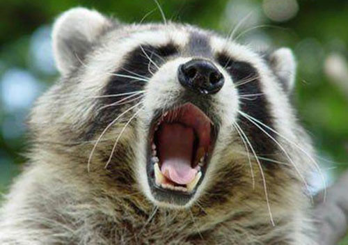 Người đàn ông cưỡng dâm gấu trúc và bị cắt cụt “của quý” (Nga). Tháng 1/2009, Alexander Kirilov, 44 tuổi đến từ Nga, đã uống rượu say và cố tình cưỡng dâm một chú gấu trúc để cho bạn bè chứng kiến. Con vật đó đã tức giận và cố gắng tự vệ bằng việc giáng một đòn mạnh vào “của quý” của kẻ thù.