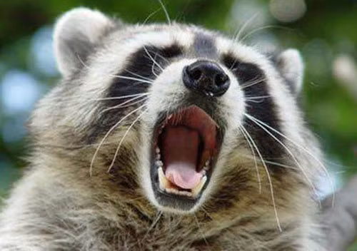 Người đàn ông cưỡng dâm gấu trúc và bị cắt cụt “của quý” (Nga). Tháng 1/2009, Alexander Kirilov, 44 tuổi đến từ Nga, đã uống rượu say và cố tình cưỡng dâm một chú gấu trúc để cho bạn bè chứng kiến. Con vật đó đã tức giận và cố gắng tự vệ bằng việc giáng một đòn mạnh vào “của quý” của kẻ thù.