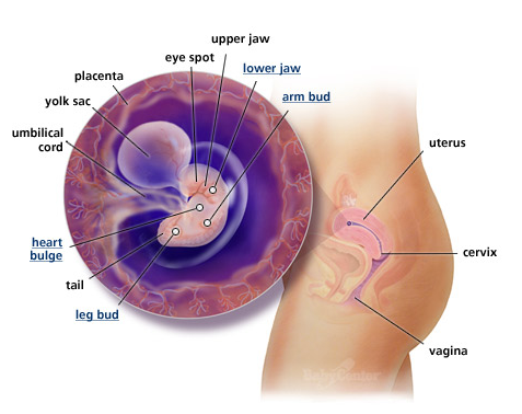 Dù vậy, nếu đi khám thai trong tuần này, có thể bác sĩ sẽ chưa nghe rõ nhịp đập của tim thai mà sẽ hẹn mẹ 2 tuần sau khám lại để nghe tim thai rõ hơn. Ở tuần thai này, kích thước của bé thường được tính từ đầu đến mông vì chân bé co lại rất khó để xác định. Bé chỉ mới bằng một hạt đậu thôi.