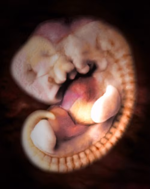 Hệ thống ruột cũng bắt đầu hình thành, ruột thừa cũng đã xuất hiện. Tuyến tụy, nơi sau này sẽ sản sinh ra các hóc môn insulin cũng đã hình thành. Một phần ruột phồng lên bên trong dây rốn. Tim lớn dần lên trong cơ thể bé và bắt đầu phân chia thành hai buồng tim. Não trước đã chia thành hai phần hình thành bán cầu não của não bộ. Cũng từ tuần thai này, thận của bé đã sẵn sàng để làm công việc sản xuất và bài tiết nước tiểu. Bé sẽ đi vệ sinh ra nước ối và bài tiết qua lại trong một chu kỳ liên tục.