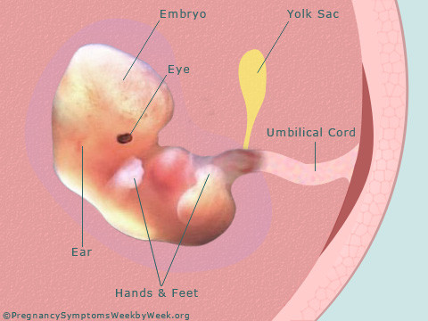 Ở phần trung tâm, động mạch chủ và cuống phổi đã hình thành, có biểu hiện đặc trưng riêng. Các ống nối từ cổ họng đến phần chức năng của phổi được phân nhánh, giống như cành cây. Hệ thống tiêu hóa tiếp tục phát triển. Hậu môn được hình thành và ruột ngày càng dài hơn. Lúc này thai nhi có kích thước của một quả nho (dài khoảng 1,25cm). Bé bắt đầu có một số cử động.