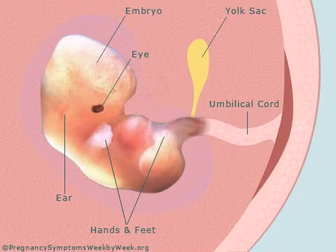 Ở phần trung tâm, động mạch chủ và cuống phổi đã hình thành, có biểu hiện đặc trưng riêng. Các ống nối từ cổ họng đến phần chức năng của phổi được phân nhánh, giống như cành cây. Hệ thống tiêu hóa tiếp tục phát triển. Hậu môn được hình thành và ruột ngày càng dài hơn. Lúc này thai nhi có kích thước của một quả nho (dài khoảng 1,25cm). Bé bắt đầu có một số cử động.
