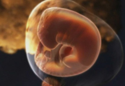 Tim và hệ tuần hoàn bắt đầu phát triển. Đã có khởi thủy của phổi, ruột cũng như hệ bài tiết. Cùng lúc đó, dây nhau và dây rốn sơ khởi được hình thành, có nhiệm vụ chuyển các dưỡng chất và ôxy từ mẹ sang bé… bắt đầu sẵn sàng thực hiện nhiệm vụ. Ống thần kinh cũng đang được xây dựng trong thời điểm này để trở thành bộ não và tủy sống của bé sau này.