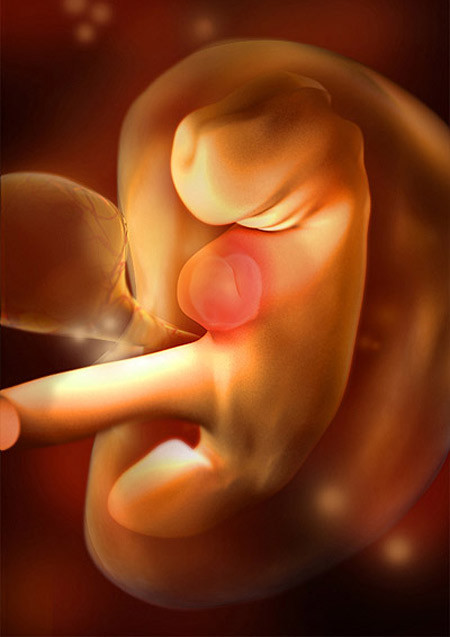 Thai nhi 5 tuần tuổi. Thai nhi của mẹ giờ giống như một con nòng nọc và có kích thước bằng khoảng hạt táo. Cũng từ tuần này bé sẽ có những bước phát triển ngoạn mục.