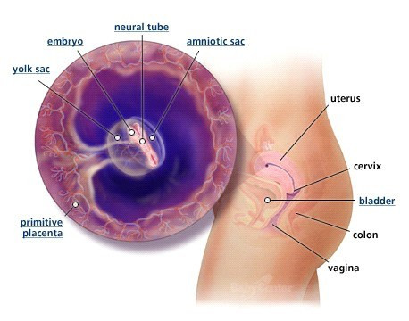 Phôi mầm thai lúc này đã được chia thành 3 lá ngoài, trong và giữa. 3 lá này sẽ hình thành nên các cơ quan và bộ phận trong toàn cơ thể. Ở 2 bên vùng gọi là đầu đã có 2 “mẩu” nhỏ xíu mà sau này sẽ trở thành đôi tai. Ống thần kinh trung ương, khởi thủy của não, xương sống và các nơron thần kinh đang phân chia không ngừng.