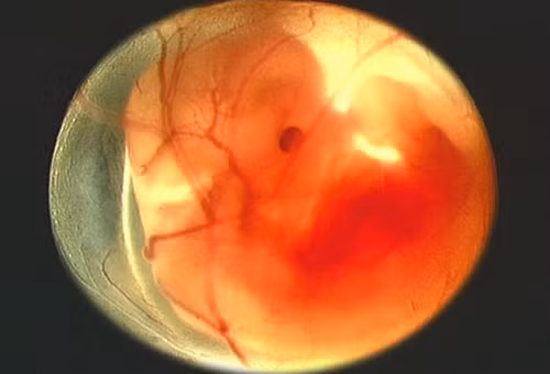 Tr­ước khi đẻ: tạo máu qua 3 giai đoạn: Giai đoạn 1 là giai đoạn bào thai (khoảng 2 tháng đầu): chủ yếu tạo máu từ nội mạc huyết quản trong những đảo Pander. Các hồng cầu non nguyên thủy đều thuộc dòng megaloblast (đại hồng cầu).