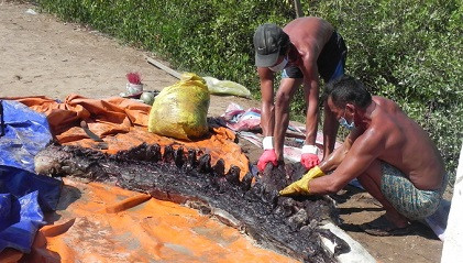 Xác cá ông vừa được đưa vào bờ chiều 30/4.