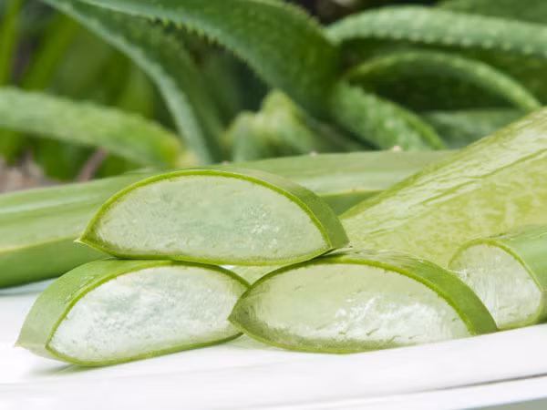 Lô hội được biết đến là một loại mĩ phẩm tự nhiên có rất nhiều công dụng, trong đó có việc làm dịu vùng da bị bỏng rát cho nắng, bạn chỉ cần tách vỏ, áp dụng phần thịt có chứa gel lên da bị rám nắng sẽ cảm thấy dễ chịu hơn.