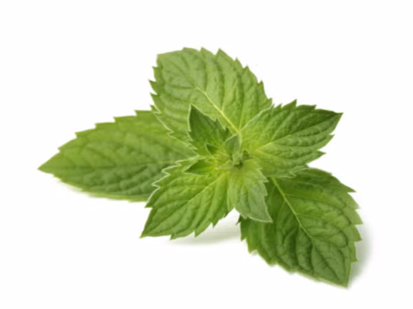 Bạc hà có tính mát nên cũng khá hiệu quả để điều trị cháy nắng. Bạn chỉ việc cho vài giọt dầu bạc hà vào nước ấm rồi tăm với chúng. Nó sẽ làm dịu cho vùng bị cháy nắng.