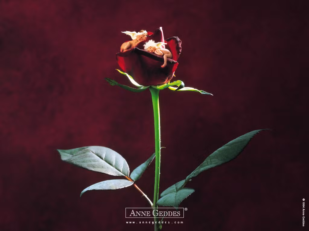 Những thiên thần nhỏ say giấc trên giường hoa hồng.