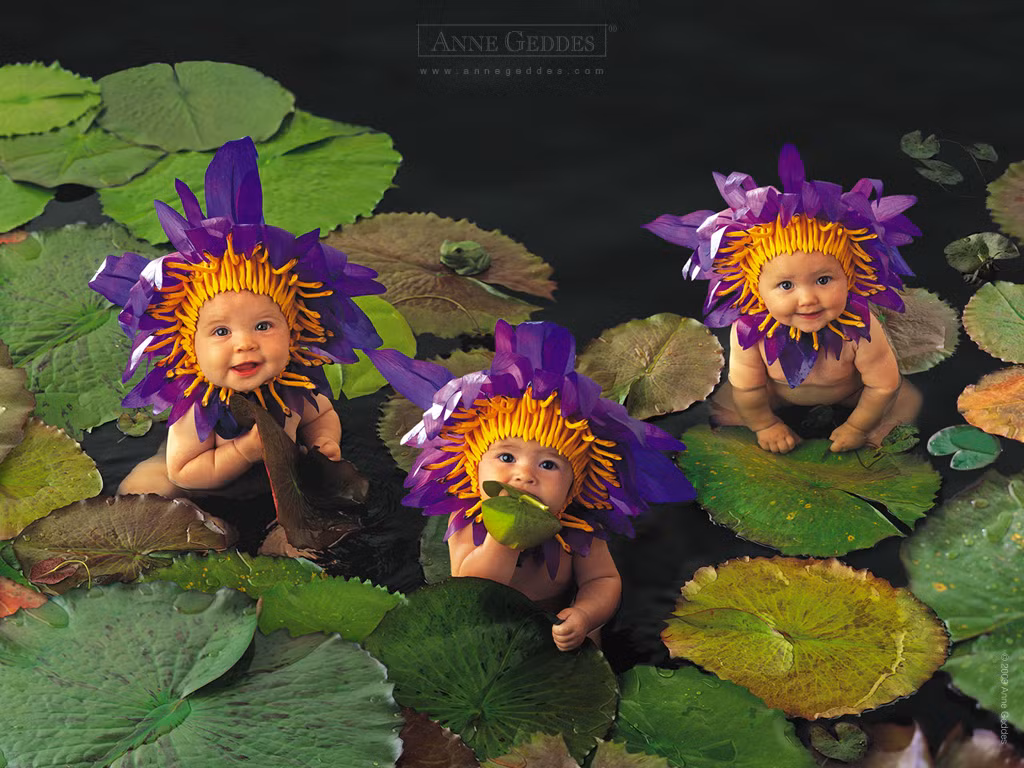 Những thiên thần hoa súng khoe sắc cực đáng yêu.