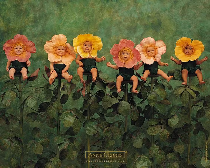 Những cánh hoa hồng nở bung khoe sắc.