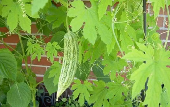 Làm đẹp tóc. Trộn đều 1 trái khổ qua xay nhuyễn với 3 muỗng canh dầu dừa và 2 muỗng canh nước chanh, thoa hỗn hợp này lên tóc, massage da đầu và sợi tóc nhẹ nhàng khoảng 25 - 30 phút rồi rửa lại bằng nước sạch. Công thức này giúp mái tóc của bạn thêm đen, bớt khô rối và giảm ngứa do gàu "cấn công".