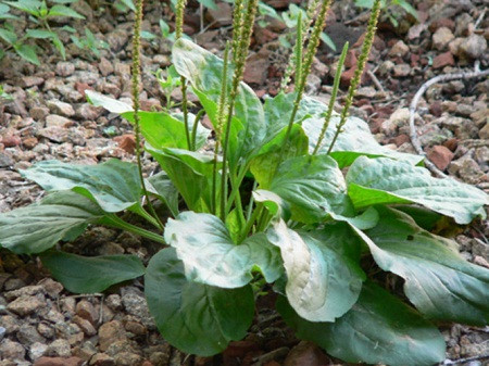 Cây mã đề: Cây mã đề chữa hăm cho bé rất tốt mà việc thực hiện vô cùng đơn giản. dùng một ít lá mã đề tươi, rửa sạch, ngâm qua nước muối để ráo rồi vò nát sau đó thoa nhẹ nước lên da bé, nước cây mã đề có tác dụng làm dịu da và hàn gắn những tổn thương trên da do hăm tã gây ra.