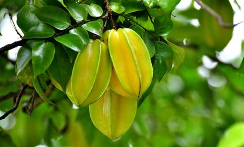 Lấy một nắm lá khế rửa sạch, vẩy khô, giã nát cùng chút muối, cho thêm nước sôi để nguội rồi chắt lấy nước chấm vào chỗ da bị hăm.