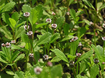 Cỏ roi ngựa: Cỏ roi ngựa phơi khô, hoặc rửa sạch sao khô rồi cho vào nước sôi hãm trong 10 đến 15 phút rồi lấy miếng bông mềm hoặc tã vải màn thấm nước cỏ roi ngựa chấm vào các vết hăm cho bé, để tự khô, ngày làm 2 đến 3 lần.