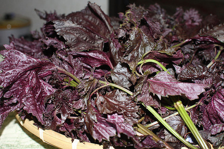 Đồng thời, tuy các loại lá này có thể làm mát hoặc cung cấp kháng sinh tự nhiên nhưng lại không hòa tan được chất nhờn trên da, vì vậy bé cần phải được tắm sạch bằng sữa tắm trước khi tráng nước lá. Sau khi tắm xong với nước lá, các mẹ cũng cần tắm sơ qua cho bé bằng nước ấm để rửa trôi lượng bột của lá có thể đọng trên da, gây nhiễm khuẩn.