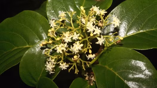 Gymnema sylvestre (Dây thìa canh). Có nguồn gốc từ một loại cây hoang dã mọc ở Ấn Độ và châu Phi, Gymnema đã được chứng minh có khả năng làm giảm việc dùng đồ ngọt của bạn. Gymnema có phân tử tương tự như glucose, nó thêm vào cảm giác trên lưỡi của bạn như là bạn đã sử dụng đường rồi.