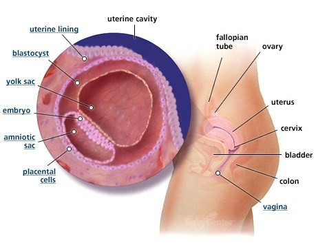 Vào tuần lễ thứ hai, mặc dầu vừa mới được thụ tinh nhưng trứng vẫn hoạt động một cách liên tục. Trứng thụ tinh sẽ thực hiện quá trình nhân đôi. 30 tiếng sau khi thụ tinh, hợp tử sẽ phân chia làm đôi, sau đó là 4, sau nữa là 8 và cứ thế cứ nhân đôi liên tục trong suốt quãng đường di chuyển từ vòi trứng đến tử cung. Khi đến được tử cung, số tế bào lúc này đã là 32 và được gọi là noãn bào. Một tuần lễ sau khi thụ tinh, số tế bào lúc này sẽ là 256.