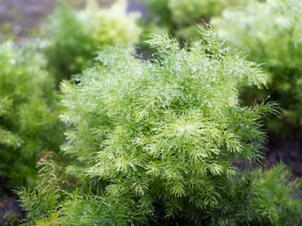 Shatavari là một loài của thực vật có hoa thuộc họ măng tây phổ biến khắp Sri Lanka, Ấn Độ và Hy Mã Lạp Sơn. Nó có tác dụng tăng cường hệ thống sinh sản và làm tăng ham muốn tình dục ở phái nữ.