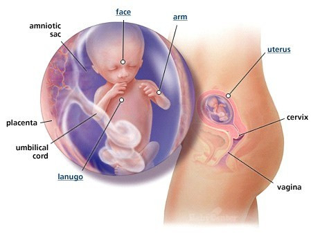 Ở tuần thai thứ 14, tính từ đỉnh đầu đến mông, thai nhi cao khoảng 7 - 9 cm và có trọng lượng khoảng 70gram (khoảng bằng một quả táo). Lúc này, bé đã phát triển hoàn chỉnh, ngay cả các dấu vân tay cũng đã rất rõ nét. Tóc và lông mày bắt đầu phát triển. Lông măng mọc nhiều trên cơ thể để bảo vệ làn da của bé và lớp lông này sẽ tiếp tục mọc khi bé còn ở trong bụng mẹ.