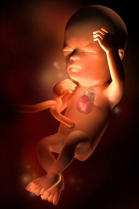 Chân bé lúc này đã mọc dài hơn so với tay, và bé đã có thể cử động tất cả các khớp tay và chân của mình. Dù mí mắt vẫn còn đóng kín, bé đã có thể cảm nhận được ánh sáng. Nếu mẹ chiếu đèn vào bụng mình, bé thường di chuyển để tránh khỏi chùm sáng. Lúc này, không có nhiều mùi vị để bé nếm, nhưng các vị giác của bé đang hình thành.