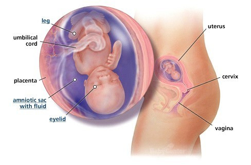 Bé bắt đầu có bộ xương cứng, được chuyển từ dạng sụn mà thành. Bé vẫn sẽ tiếp tục hấp thụ canxi. Xương của bé trở nên linh hoạt nhưng vẫn đủ mềm để chui qua âm đạo của mẹ, khi mẹ sinh thường. Xương của bé chỉ đủ độ cứng khi bé bước vào tuổi tập đi. Đôi tai của bé gần như đã ở đúng vị trí. Bé có khả năng quay đầu. Bé còn có thể dùng tay tạo thành nắm đấm hoặc lấy ngón tay chỉ chân mình.