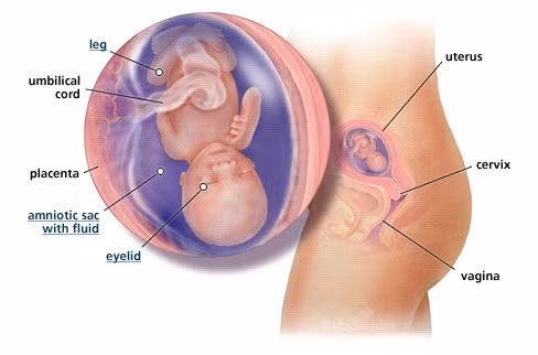 Bé bắt đầu có bộ xương cứng, được chuyển từ dạng sụn mà thành. Bé vẫn sẽ tiếp tục hấp thụ canxi. Xương của bé trở nên linh hoạt nhưng vẫn đủ mềm để chui qua âm đạo của mẹ, khi mẹ sinh thường. Xương của bé chỉ đủ độ cứng khi bé bước vào tuổi tập đi. Đôi tai của bé gần như đã ở đúng vị trí. Bé có khả năng quay đầu. Bé còn có thể dùng tay tạo thành nắm đấm hoặc lấy ngón tay chỉ chân mình.