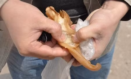 Tai lợn làm bằng nhựa. Tai lợn này không bình thường, nó không chỉ có mùi hóa học khó ngửi mà còn vừa xé đã rách. Sau đó cơ quan chức năng đã vào cuộc và phát hiện một khu chuyên chế biến tai lợn giả. Nhân viên điều tra cho biết, bì của số tai lợn giả không có tổ chức huyết quản và sụn, mùi của nó rất khó ngửi, có thể dùng vật cứng đâm thủng, không có độ dai như tai lợn thật, thậm chí dễ dàng xé rách chúng bằng tay.