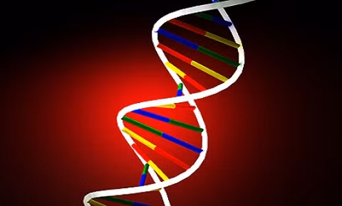 Những người phụ nữ có gen béo phì sẽ có nguy cơ mắc ung thư vú cao hơn.