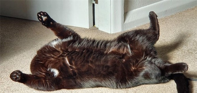 12. Chú mèo "không đầu". 