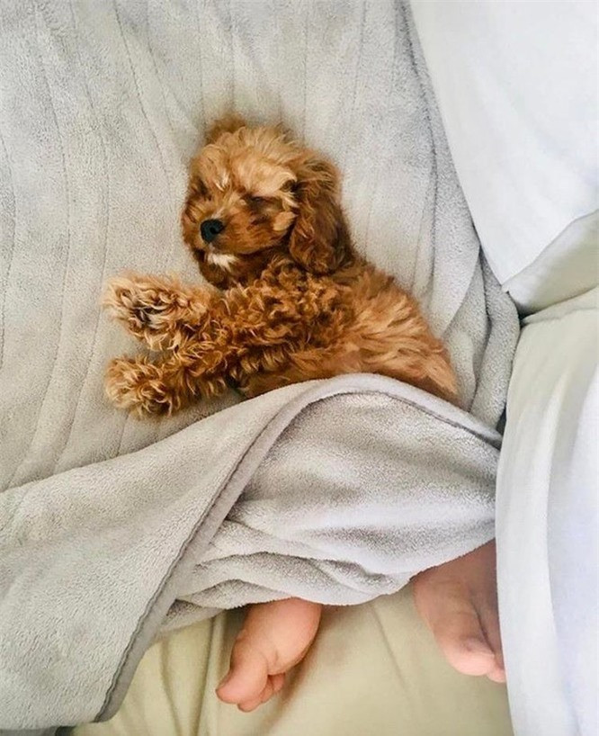 13. Chú chó với bàn chân con người. 