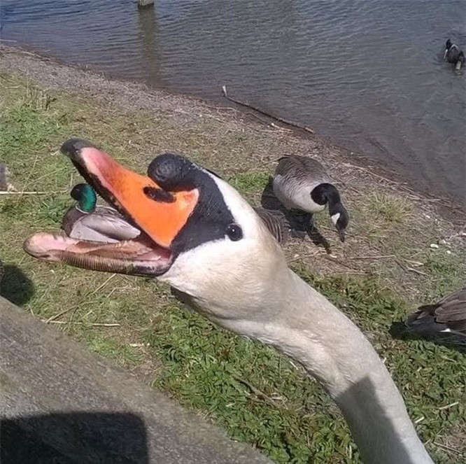 8. Con vịt trời tựa như đang nằm trong miệng thiên nga. 