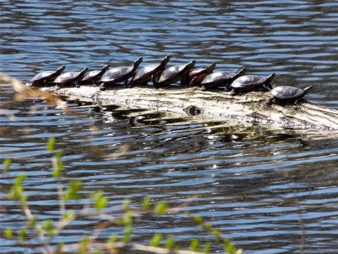 5. Hãy nhìn kỹ, đây là những con rùa xếp thành hàng chứ không phải da cá sấu như nhiều người lầm tưởng. 