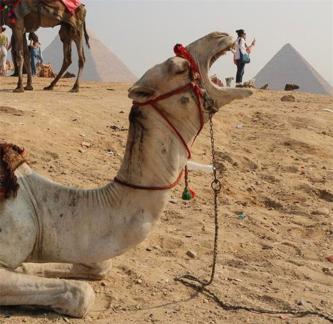 19. "Bữa ăn" của lạc đà. 