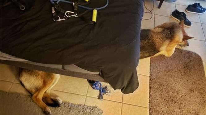 7. Phải chăng chú chó này có thân hình siêu dài? 