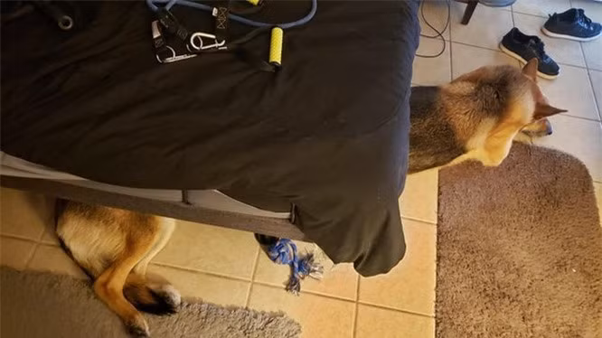 7. Phải chăng chú chó này có thân hình siêu dài? 