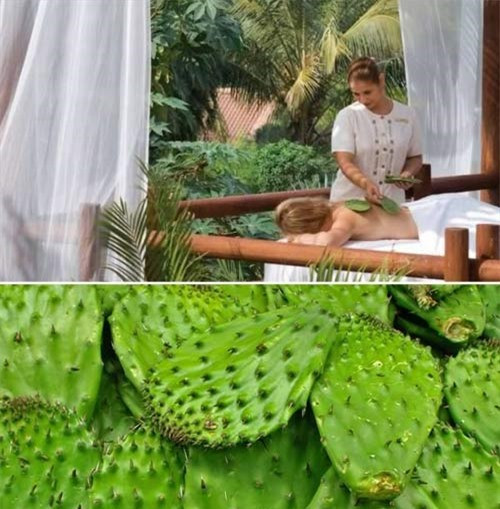 Massage xương rồng: Với những chiếc gai nhọn trên cây xương rồng, nhiều người e ngại chúng sẽ ảnh hưởng đến da và gây đau nhức. Nhưng ở resort Four Seasons tại Punta Mita, Mexio, loại xương rồng ở đây đều được ngắt hết kim nhọn và có tác dụng dưỡng ẩm da.