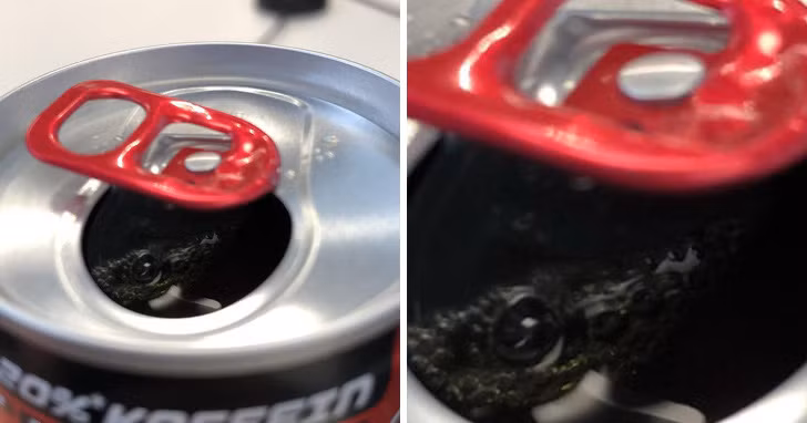  Một con cá sấu đang nhìn bạn từ trong lon nước sao? 