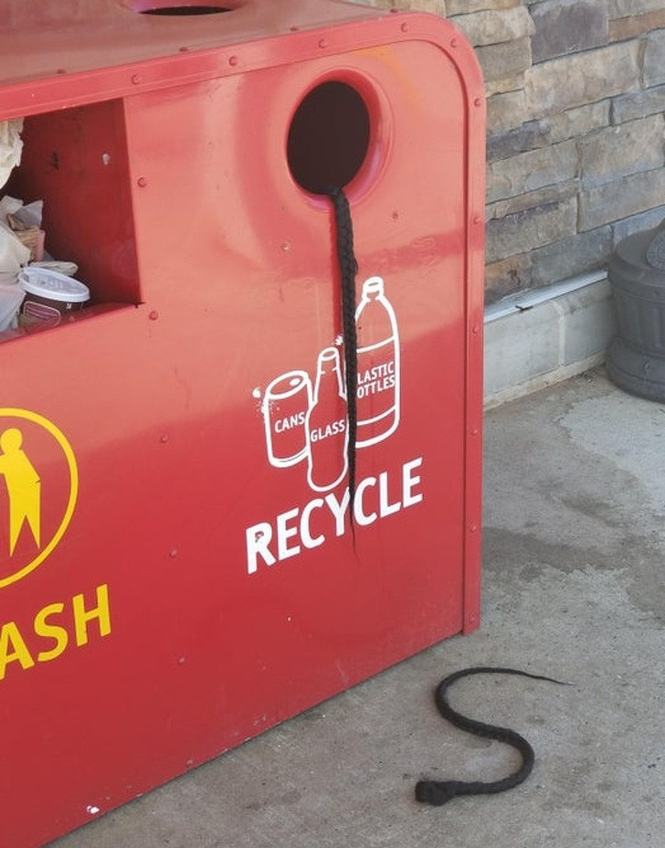 ##sc### Những bím tóc y như những con rắn con... 