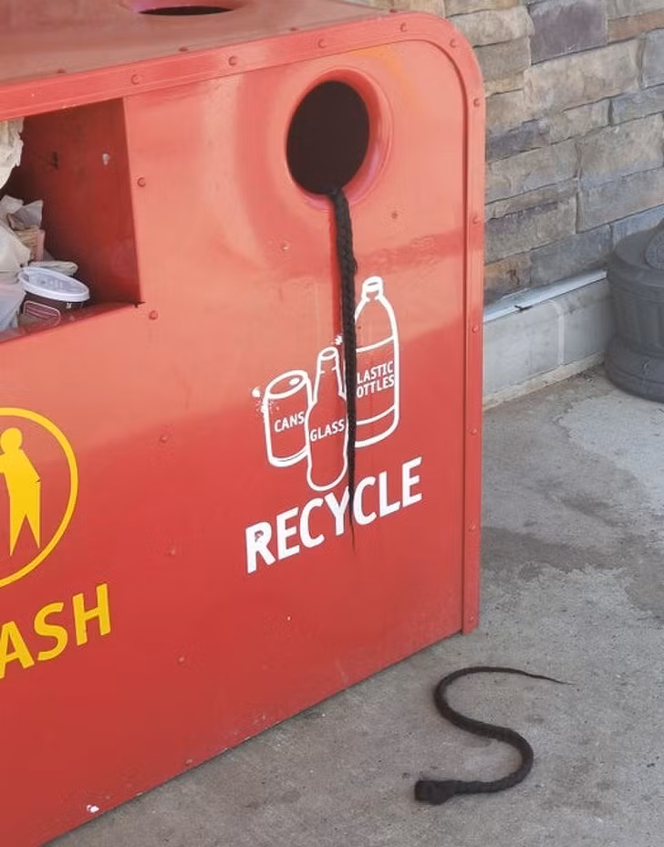  Những bím tóc y như những con rắn con... 