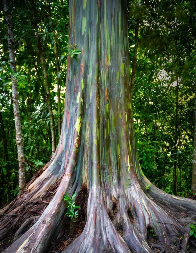 Màu sắc tự nhiên trải dài trên thân cây cao.