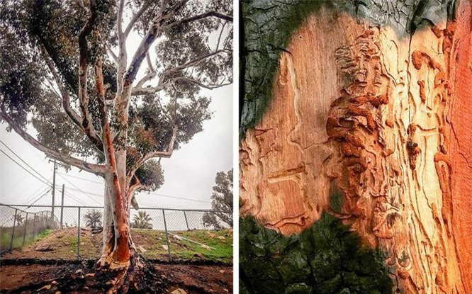 8. Bạch đàn: Tên khoa học: Eucalyptus. Siêu năng lực: Sống sót sau hỏa hoạn. Đặc điểm nổi bật: Lá của cây này tạo ra một lượng lớn dầu dễ cháy tỏa ra nhiều năng lượng khi đốt. Bạch đàn sử dụng lửa để phát tán hạt giống của nó. Các thân cây tự chống chọi với ngọn lửa, những thân cây này sau khi bị cháy sẽ tự tái sinh thay vì phân hủy. Nơi sinh sống: Cây bạch đàn có nguồn gốc và phát triển phổ biến ở Úc, hiện nay thường được trồng ở Hoa Kỳ.