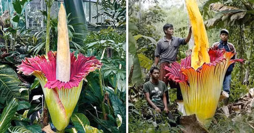 1. Hoa xác chết: Tên khoa học: Amorphophallus titanum, hoặc titan arum. Siêu năng lực: Phát ra mùi giống như xác chết đang phân hủy để thu hút côn trùng. Đặc điểm nổi bật: Đây là loài hoa khổng lồ trong thế giới thực vật, có thể cao gần 3 mét so với mặt đất. Hoa khi nở sẽ phát ra mùi xác phân hủy. Nơi sinh sống: Trong tự nhiên, titan arum phần lớn được tìm thấy trong các khu rừng mưa nhiệt đới ở Sumatra. Loài cây này cũng có thể được tìm thấy rải rác trong các vườn thực vật lớn. 