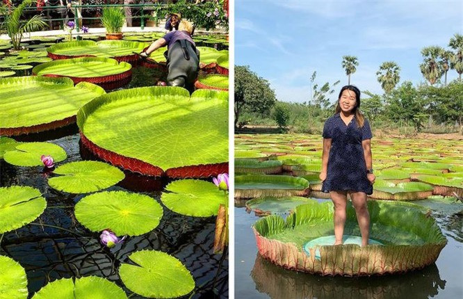 6. Lá sen nước khổng lồ: Tên khoa học: Victoria amazonica. Biệt danh: Lá sen nước khổng lồ. Siêu năng lực: Có thể giữ vật có trọng lượng lên tới 45 kg trên mặt nước. Đặc điểm nổi bật: Năng lực kỳ diệu của Victoria amazonica được ẩn giấu bên trong những chiếc lá tròn khổng lồ và cực kỳ mạnh mẽ. Lá có thể phát triển tới hơn 2,5 mét. Không khí trong lá cho phép chúng nổi và giữ một vật có trọng lượng lớn trên mặt nước. Trong 1 mùa, mỗi cây tạo ra 40-50 lá phủ trên mặt nước. Nơi sinh sống: Victoria amazonica thường mọc ở Bolivia, nhưng bạn cũng có thể thấy nó được trồng ở một số vườn thực vật. 